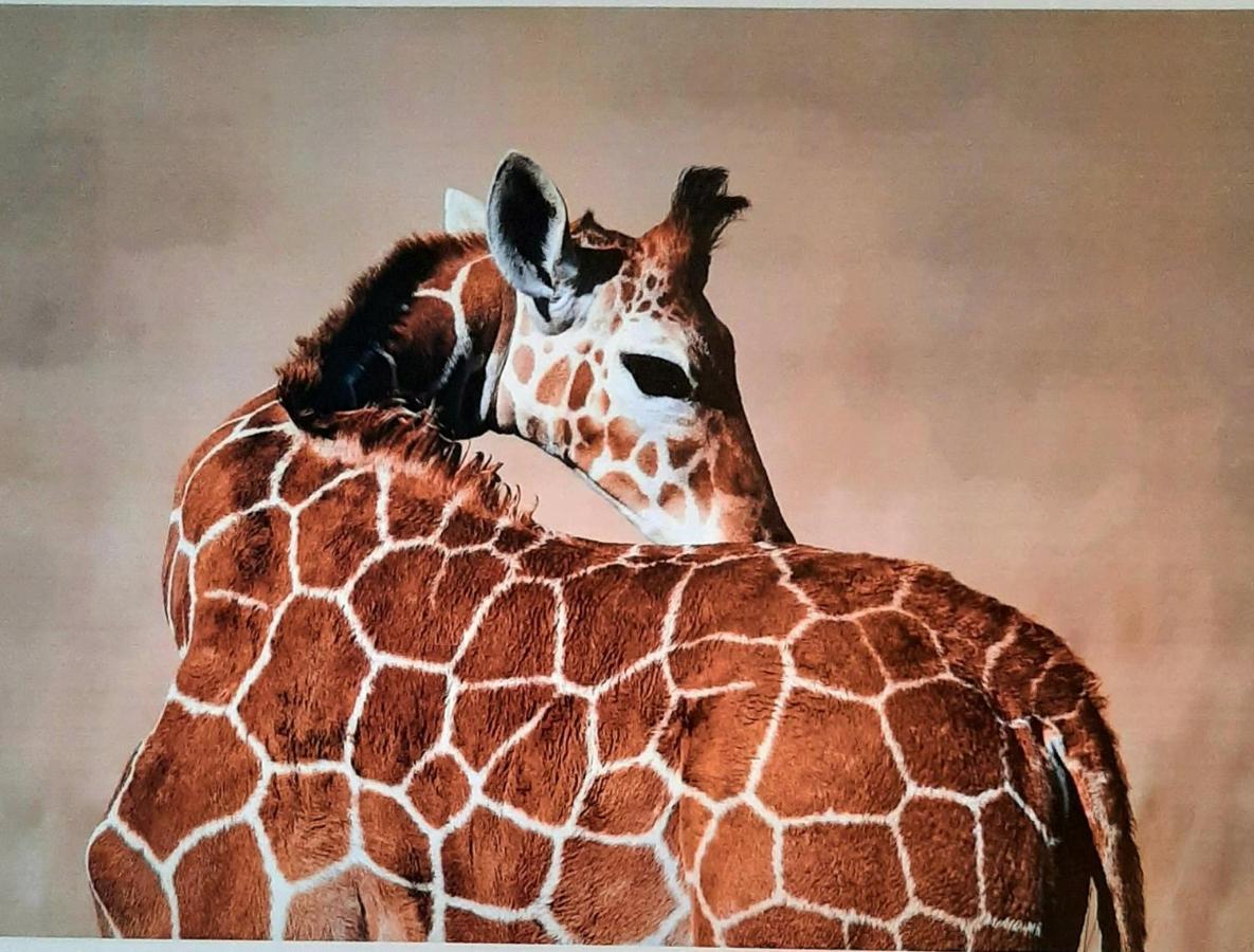 Serengeti Nap Comfy Rooms Сидарион Экстерьер фото